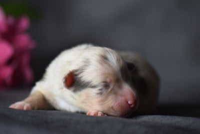 Les chiots de Berger Américain Miniature