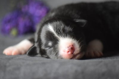 Les chiots de Berger Américain Miniature