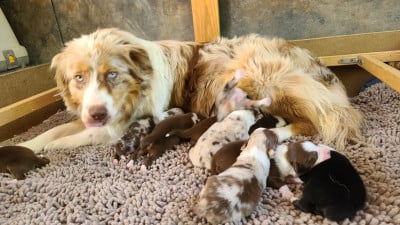 Rouge tri queue longue - Berger Australien