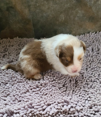 Les chiots de Berger Australien