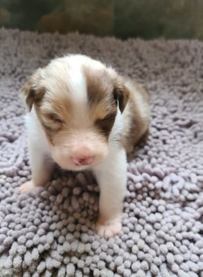 Les chiots de Berger Australien