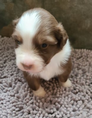 Les chiots de Berger Australien