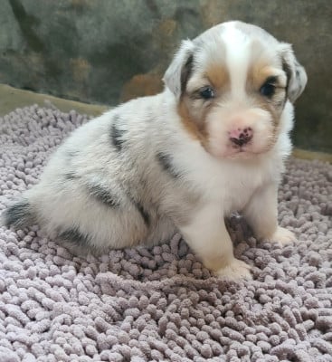 Les chiots de Berger Australien