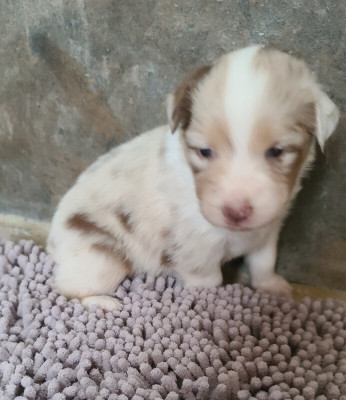 Les chiots de Berger Australien