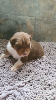 Les chiots de Berger Australien