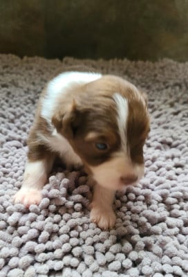 Les chiots de Berger Australien