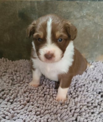 Les chiots de Berger Australien