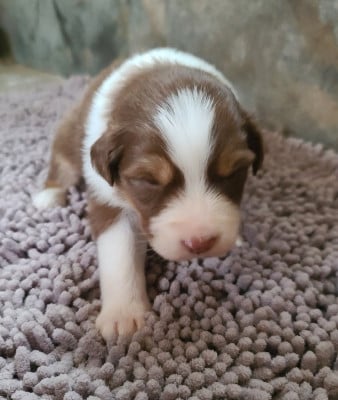 Les chiots de Berger Australien