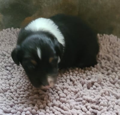 Les chiots de Berger Australien