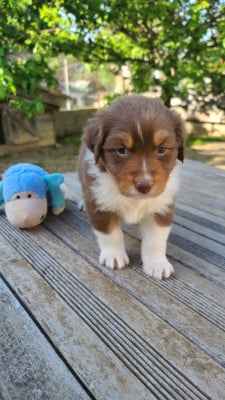 Les chiots de Berger Australien