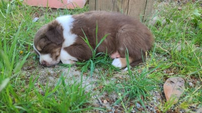 Les chiots de Berger Australien