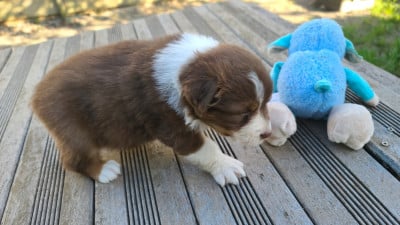 Les chiots de Berger Australien