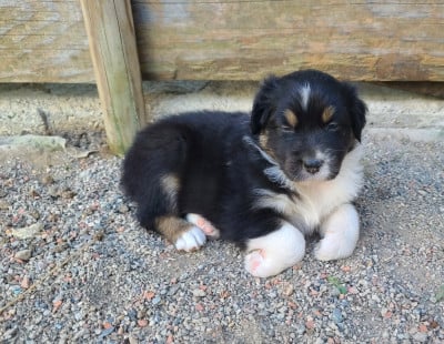 Les chiots de Berger Australien
