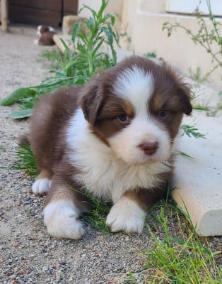 Les chiots de Berger Australien