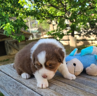 Les chiots de Berger Australien