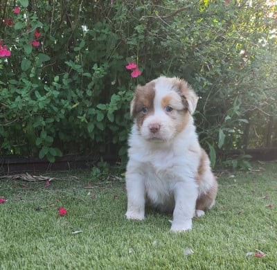 Les chiots de Berger Australien