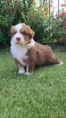 Les chiots de Berger Australien