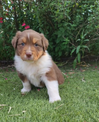 Les chiots de Berger Australien
