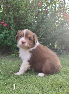 Les chiots de Berger Australien