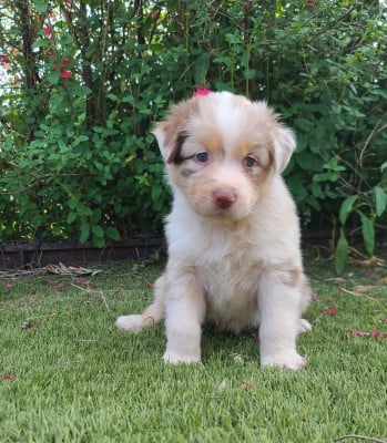 Les chiots de Berger Australien