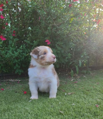 Les chiots de Berger Australien