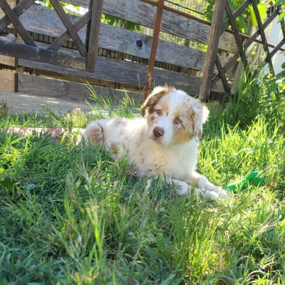 Les chiots de Berger Australien