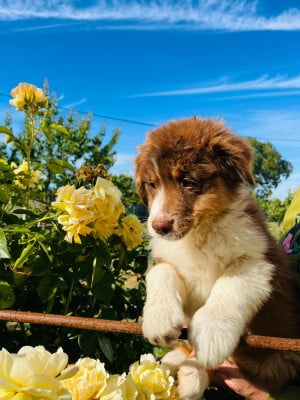 Les chiots de Berger Australien