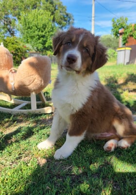 Les chiots de Berger Australien