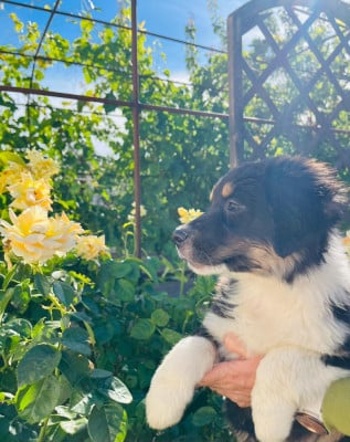 Les chiots de Berger Australien