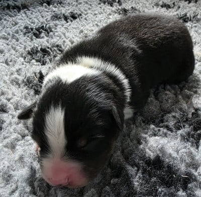 Les chiots de Berger Australien