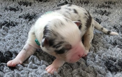 Les chiots de Berger Australien