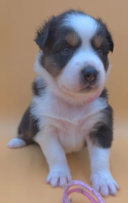 Les chiots de Berger Australien