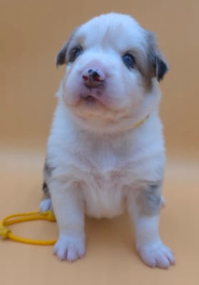 Les chiots de Berger Australien