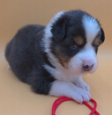 Les chiots de Berger Australien