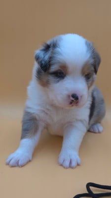Les chiots de Berger Australien