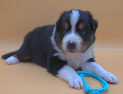 Les chiots de Berger Australien