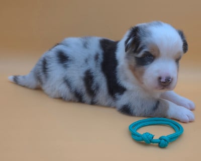 Les chiots de Berger Australien