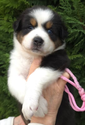 Les chiots de Berger Australien