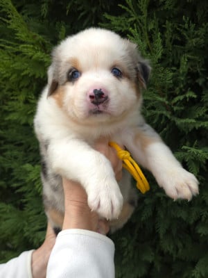 Les chiots de Berger Australien