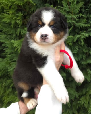 Les chiots de Berger Australien