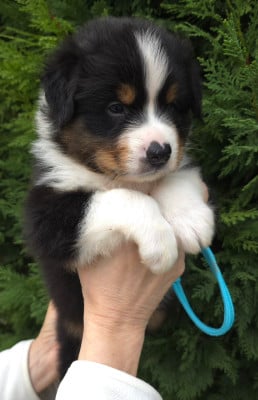Les chiots de Berger Australien