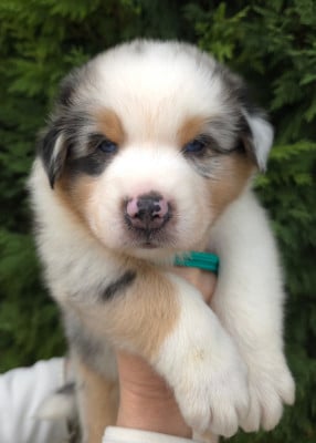 Les chiots de Berger Australien