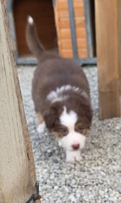 Les chiots de Berger Australien