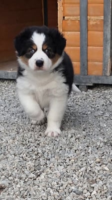 Les chiots de Berger Australien