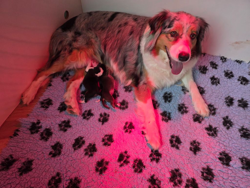 Berger Australien - des Voies Occitanes