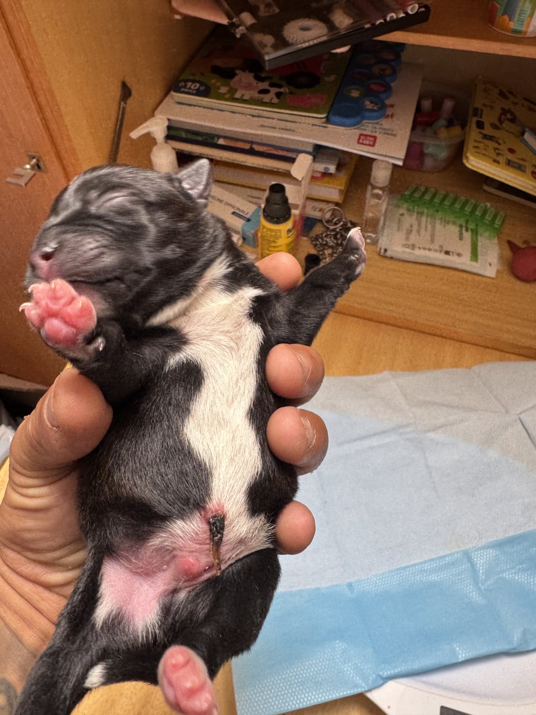 Staffordshire Bull Terrier - Royale Black Pearl
