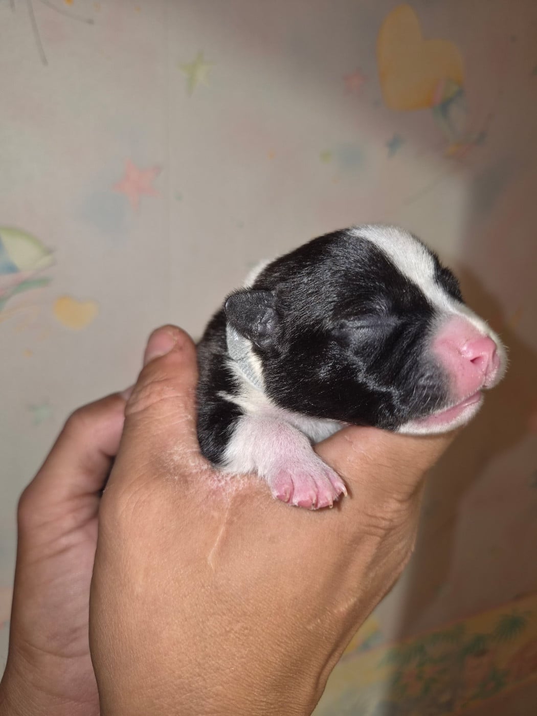 Staffordshire Bull Terrier - Royale Black Pearl