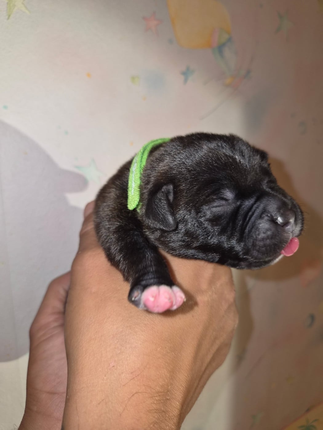 Staffordshire Bull Terrier - Royale Black Pearl