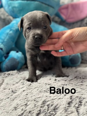 Les chiots de Staffordshire Bull Terrier