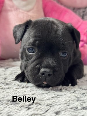 Les chiots de Staffordshire Bull Terrier